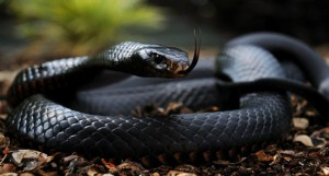 Black-Mamba-Snake